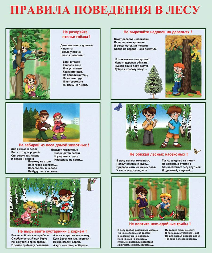 Правила поведения в лесу: памятка для взрослых и детей, как не заблудится?