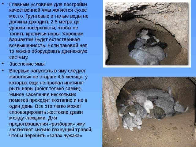 Разведения кроликов в ямах как бизнес: плюсы, недостатки,
