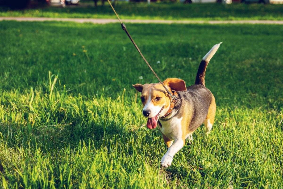 Бизнес на выгуле собак — как совместить приятное с полезным