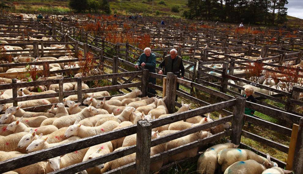 Бизнес по выращиванию овец: рентабельность, плюсы и минусы, бизнес-план фермы