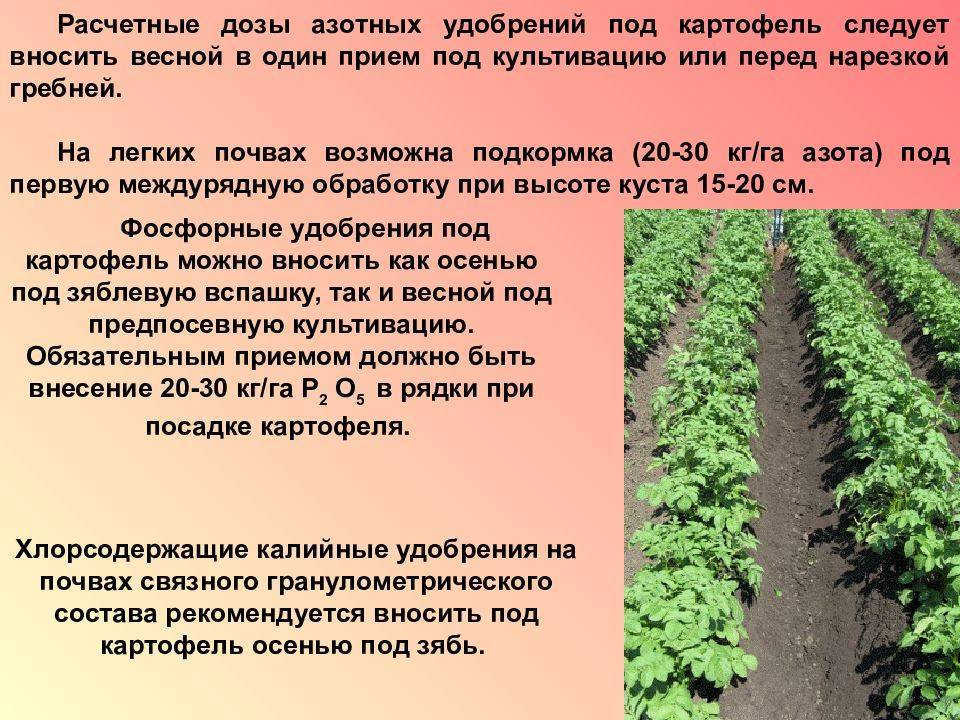 Бизнес-план по выращиванию картофеля: расчеты и практические рекомендации