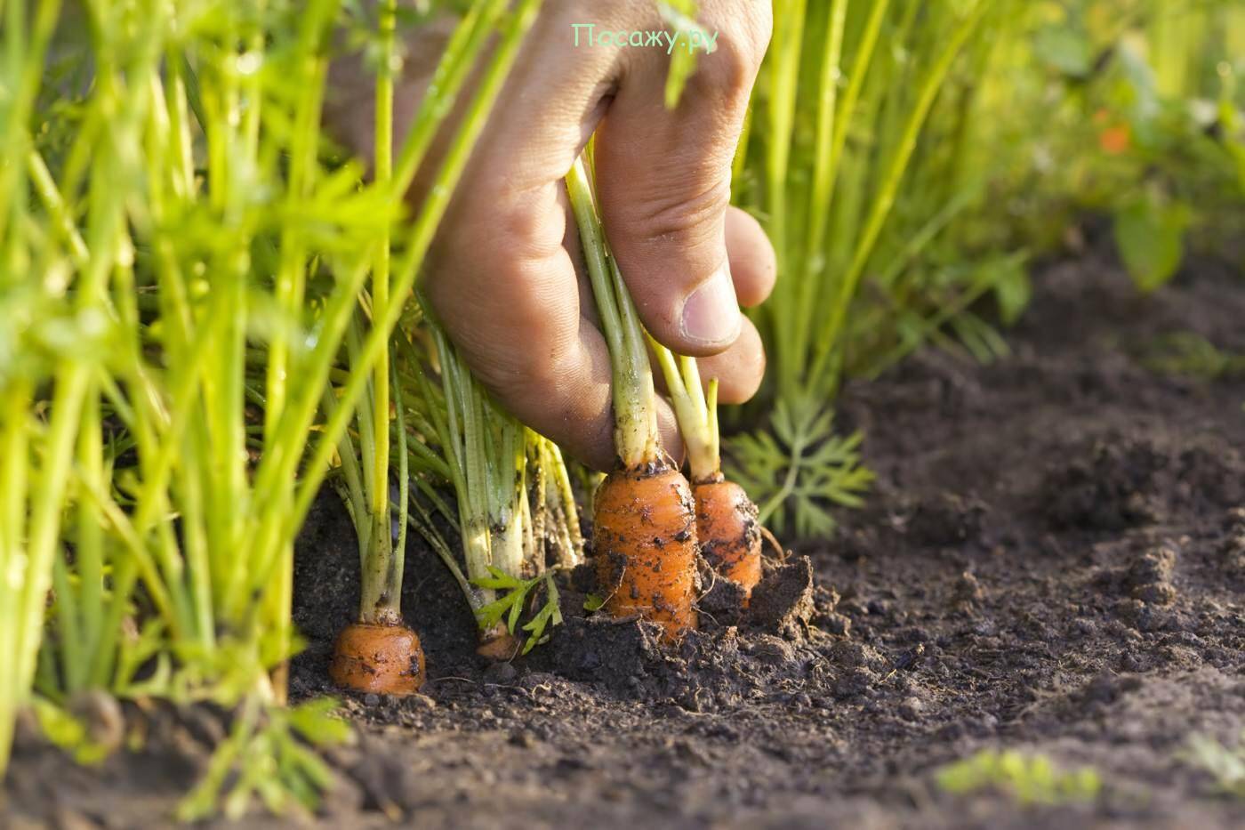 Морковь - посадка, выращивание, уход. как сохранить урожай моркови