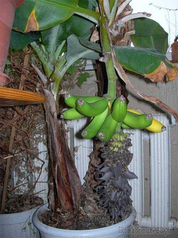 Выращивание банана дома: как прорастить и посадить банан из семян