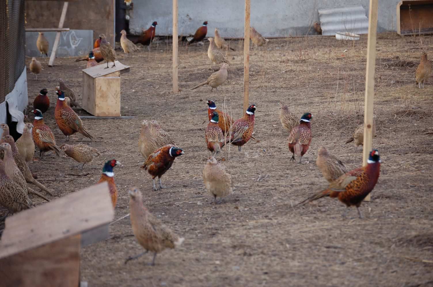 Как построить бизнес на разведении фазанов в домашних условиях? - мегаидеи