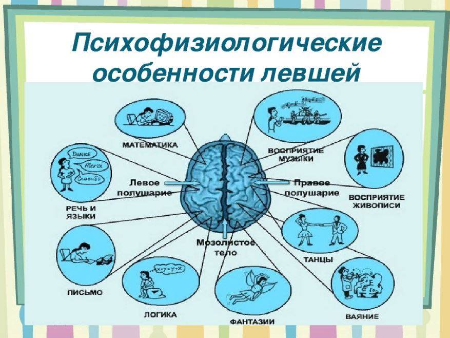 Признаки леворукости в семье проект