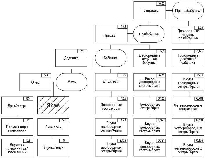 Схема родства кто кому
