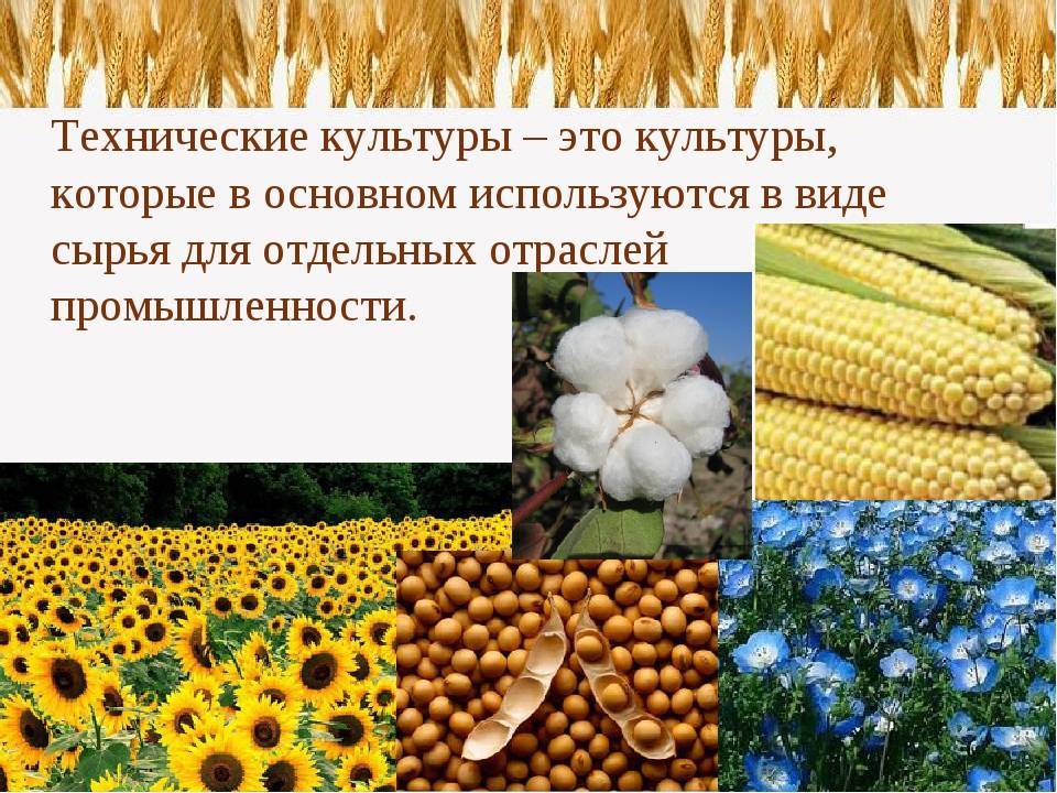 Сообщение на тему культурные сельскохозяйственные растения