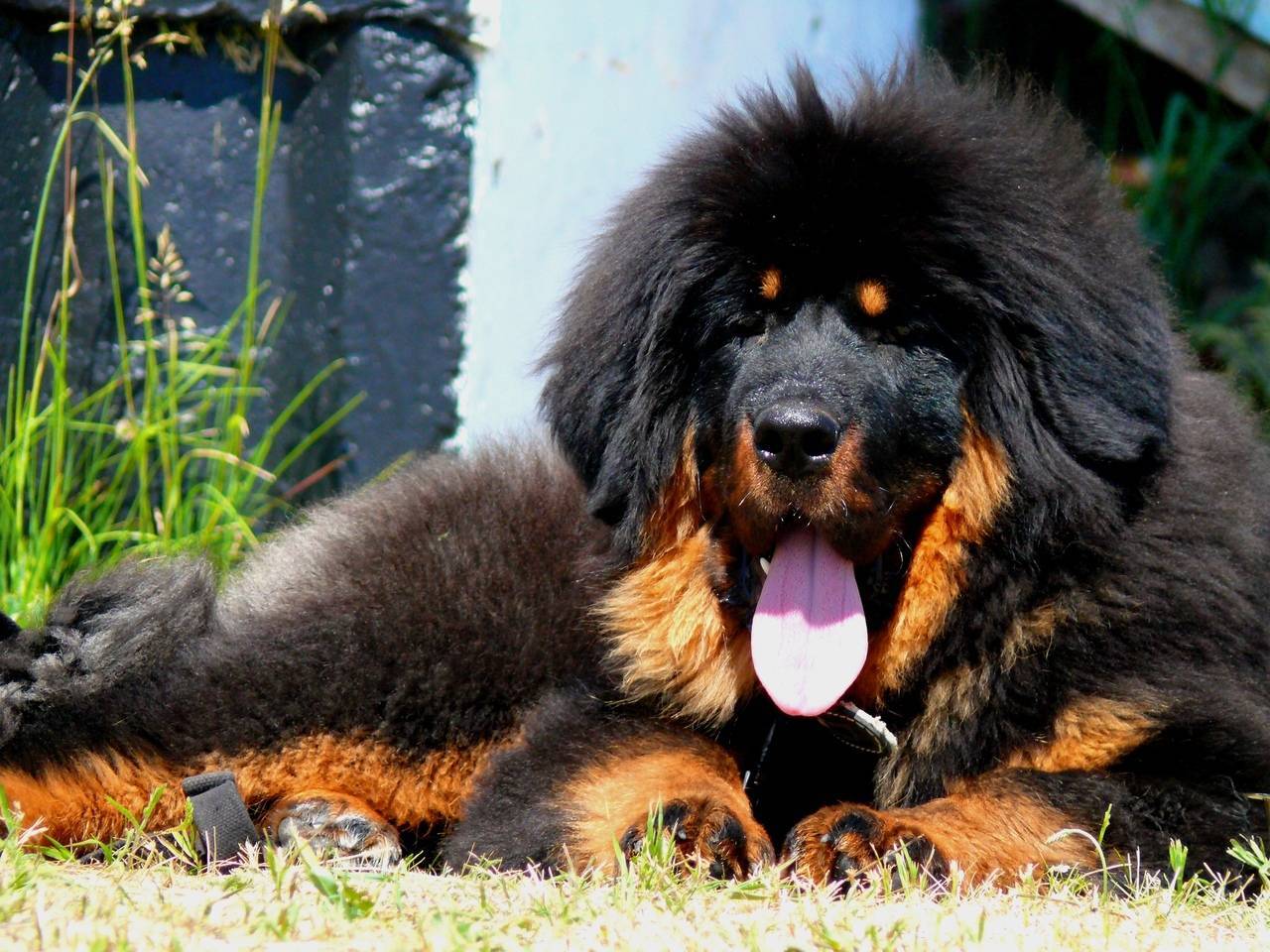 Самые дорогие породы собак в мире и в россии - цена, фото