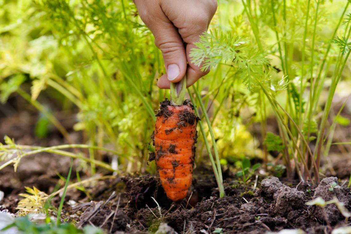 Секреты получения большого урожая моркови