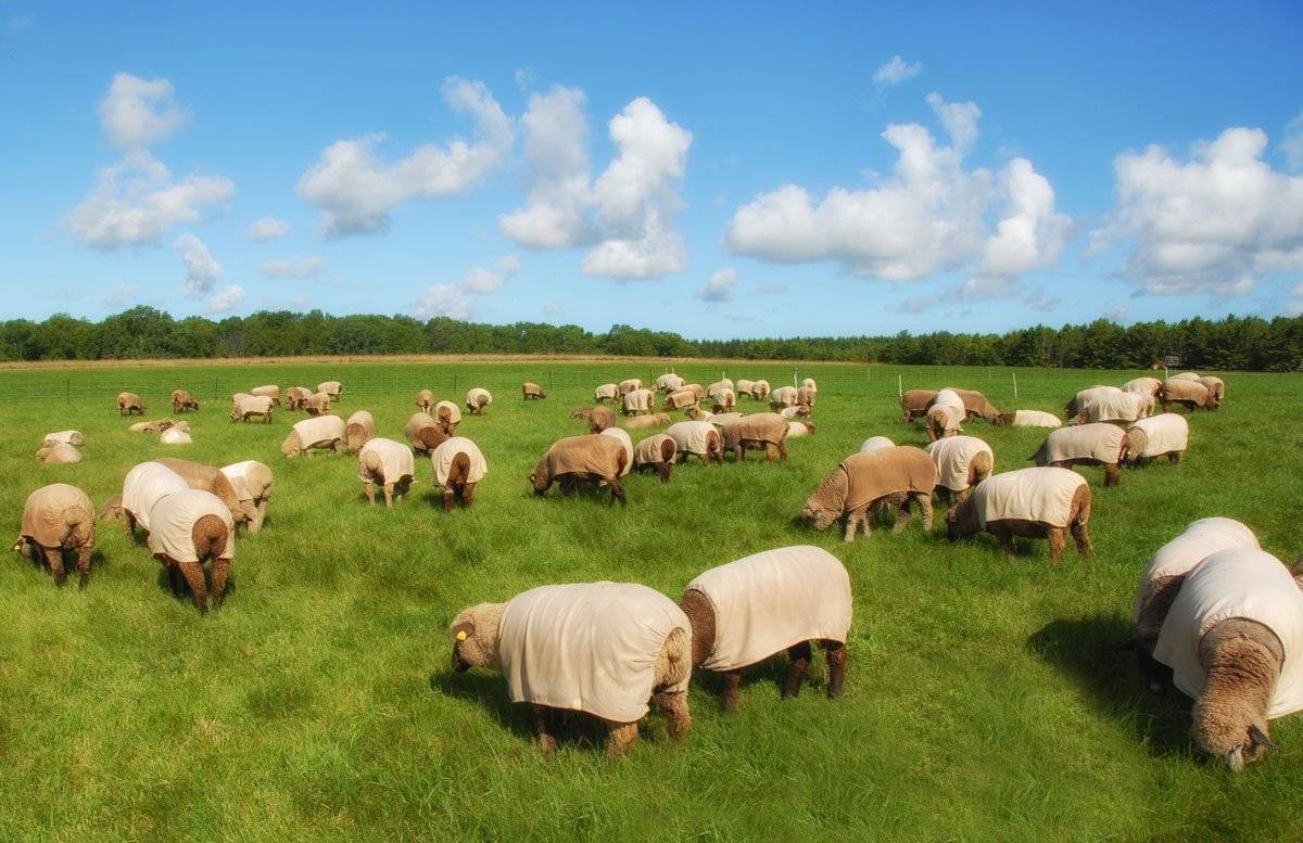 Разведение овец и баранов как бизнес