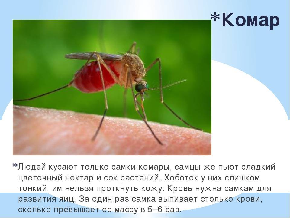 Почему комары кусают одних людей чаще, чем других. есть пять причин