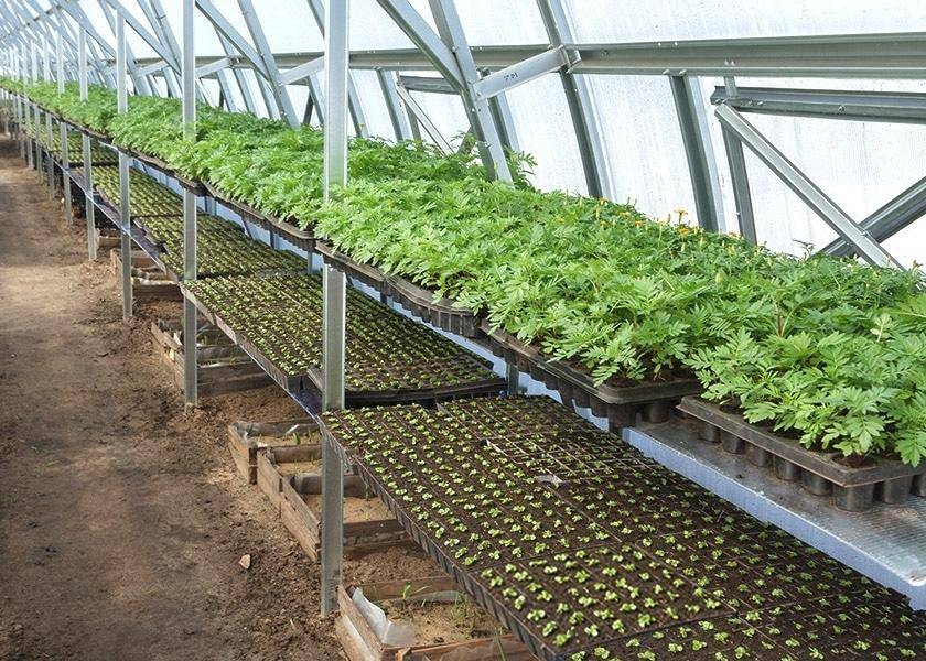 Выращивание зелени в теплице: бизнес-план и его реализация, технологии и перспективы