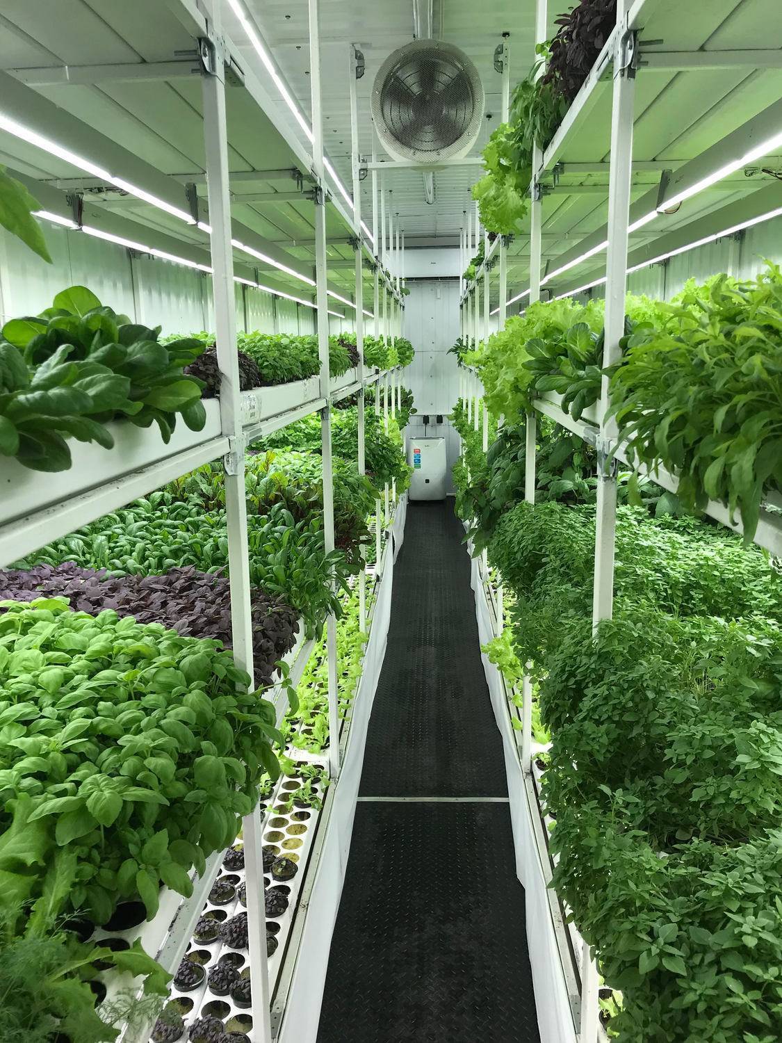 Выращиваем зелень на продажу (декабрь 2021) — vipidei.com
