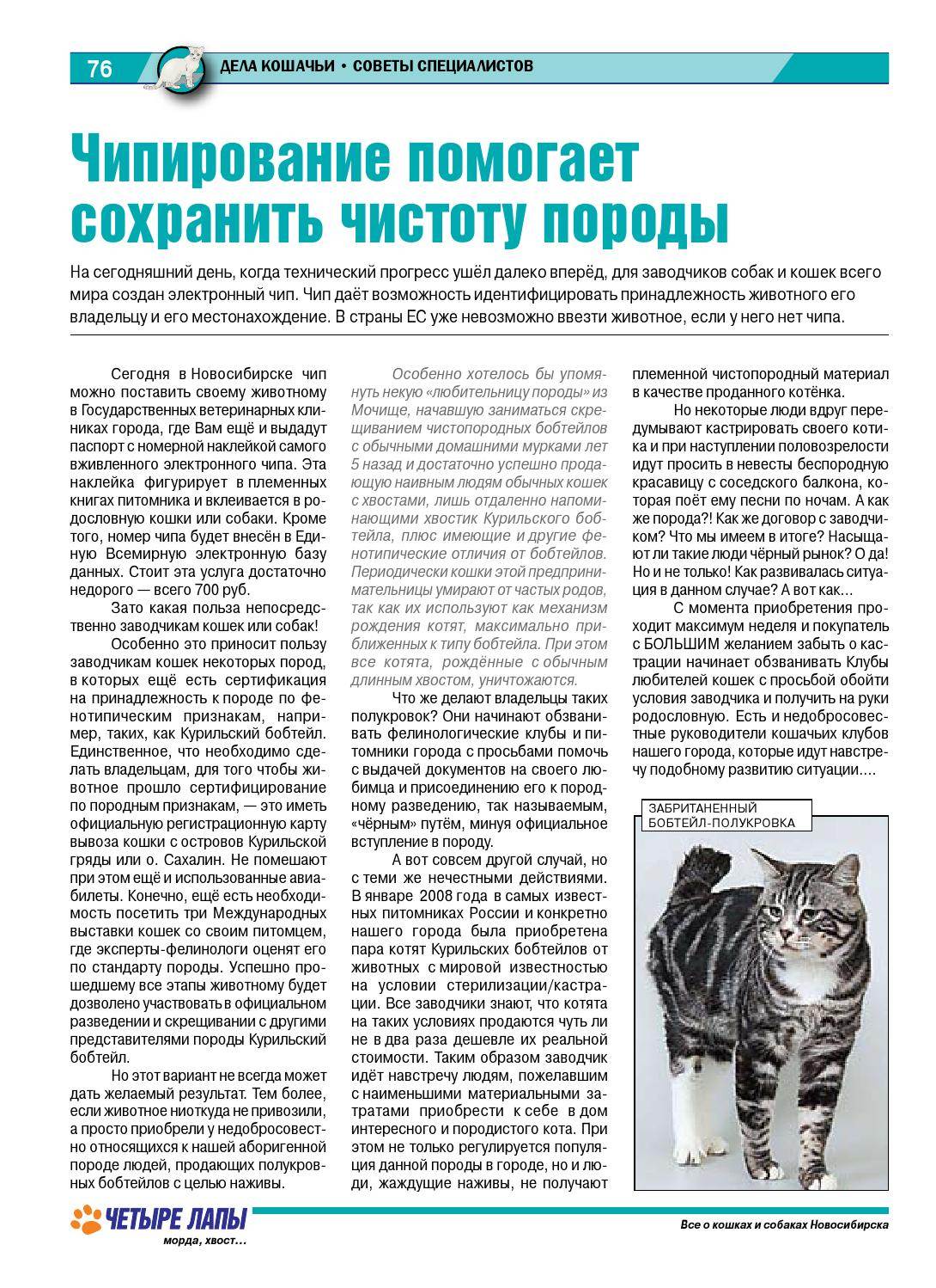 ᐉ что нужно знать, чтобы стать заводчиком кошек? - ➡ motildazoo.ru