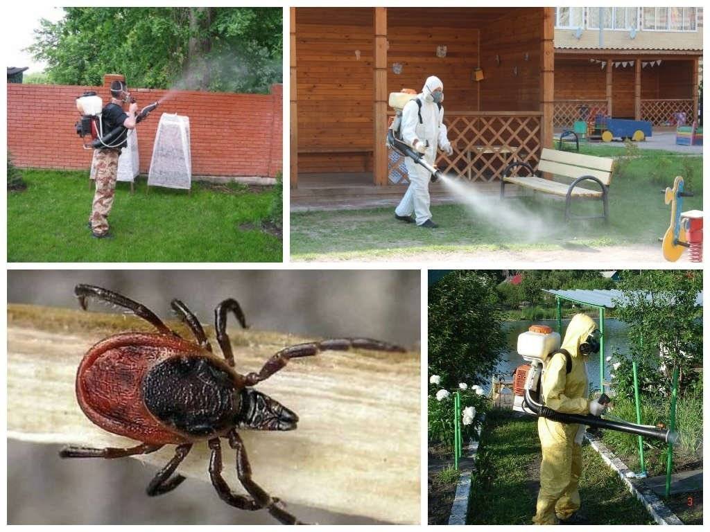Как избавиться от клещей на дачном участке: методы, советы, препараты