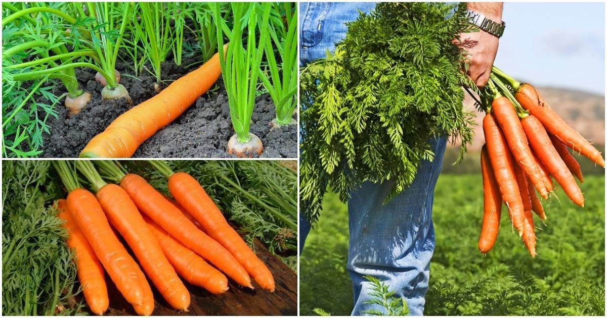 Как вырастить хороший урожай моркови. способы выращивания моркови. выращивание уход подкормка моркови. особенности выращивания моркови