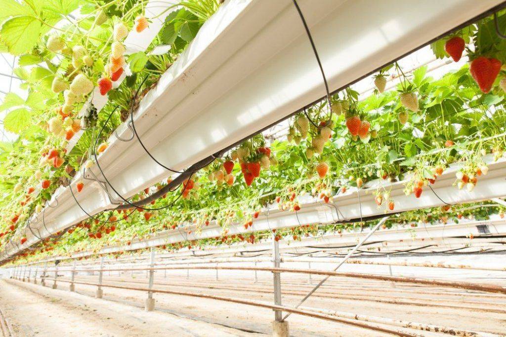 Выращивание клубники – перспективный ягодный бизнес