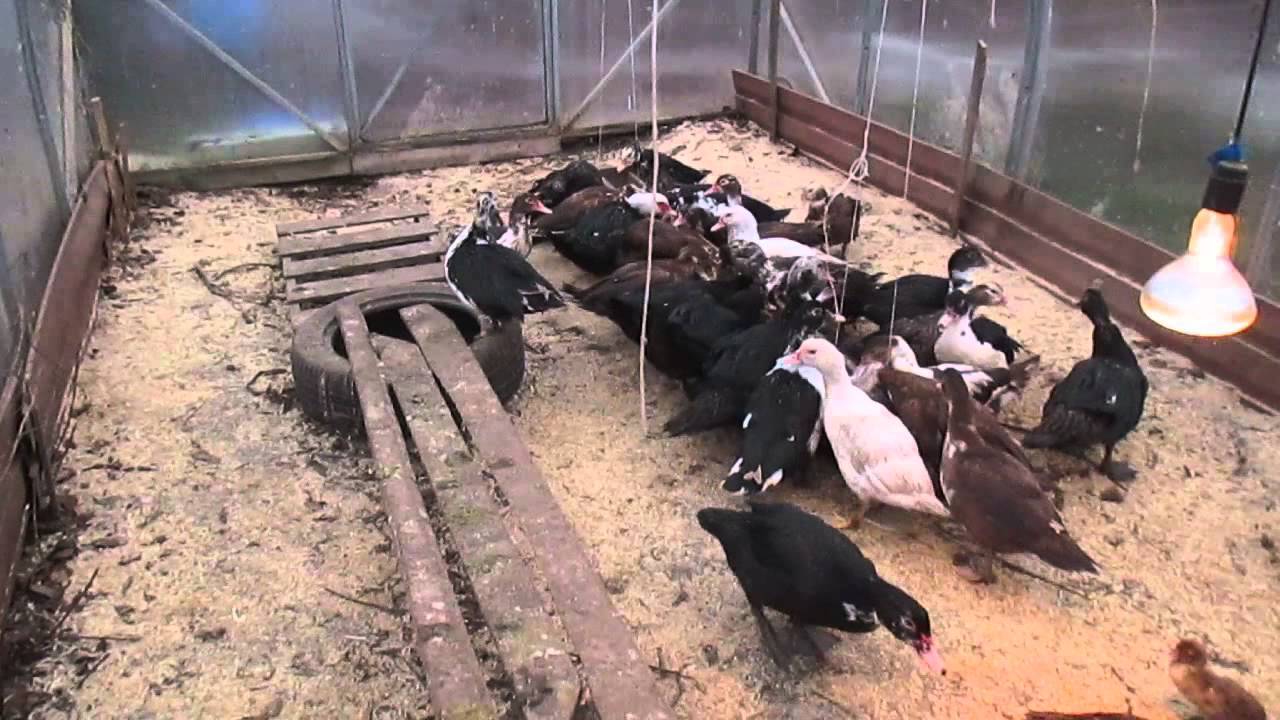 Фермерский бизнес: разведение уток и реализация утиного мяса
