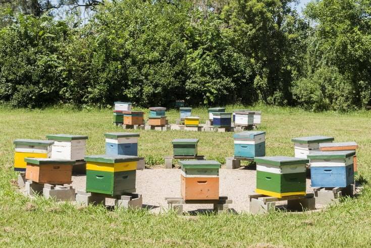 Разведение пчел с целью получения прибыли. план действий