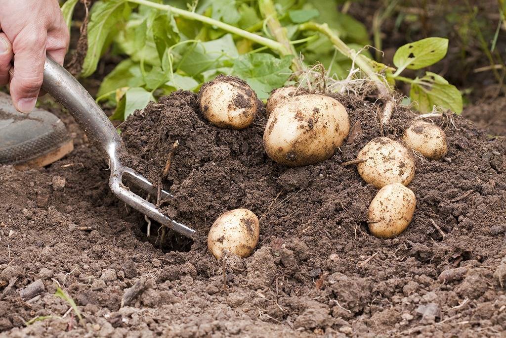 Выращивание и продажа картофеля, как бизнес
