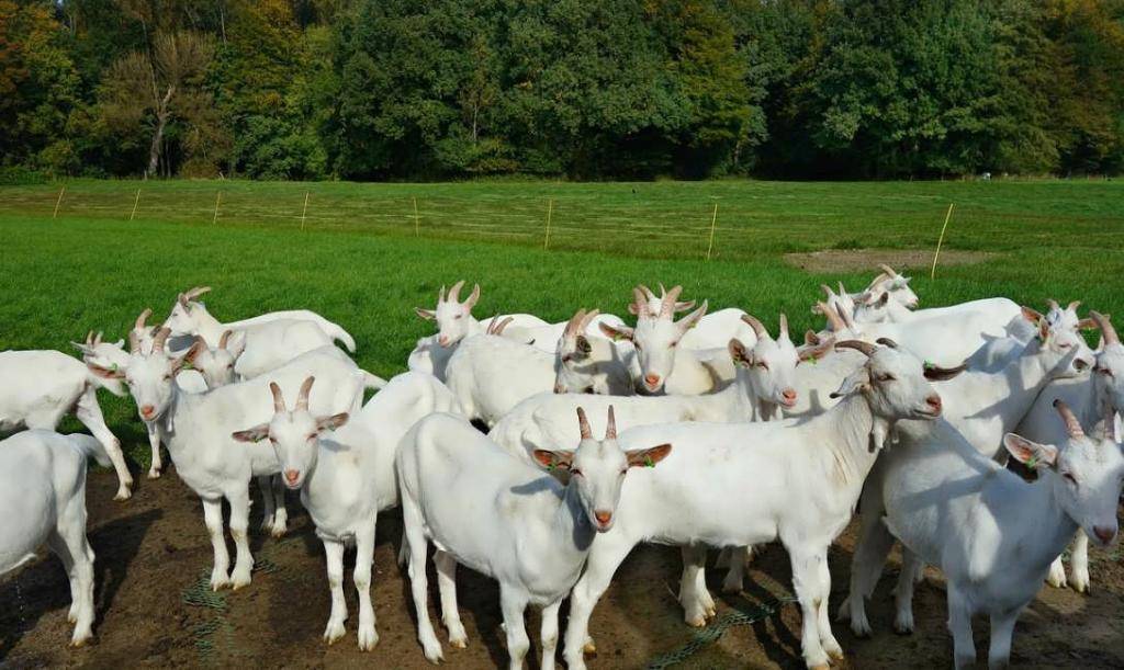 Разведение коз как бизнес: с чего начать, как преуспеть, создание фермы