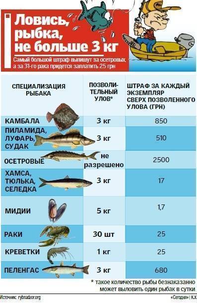 Штраф за ловлю рыбы сетями: какое наказание и ответственность за рыбалку сетями
