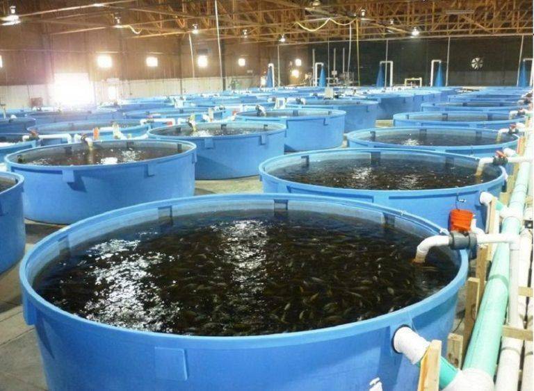 Рыба для пруда: какую лучше разводить, как обустроить искусственный водоем?