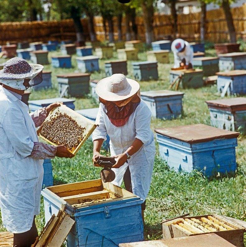 Пчеловодство как бизнес: запуск с нуля и окупаемость вложений