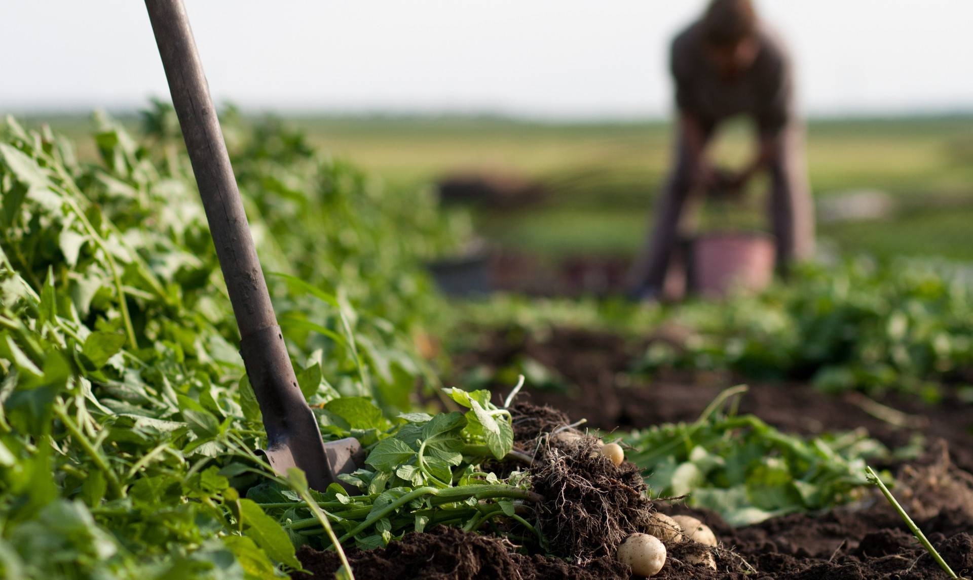 Как открыть бизнес на выращивание картошки