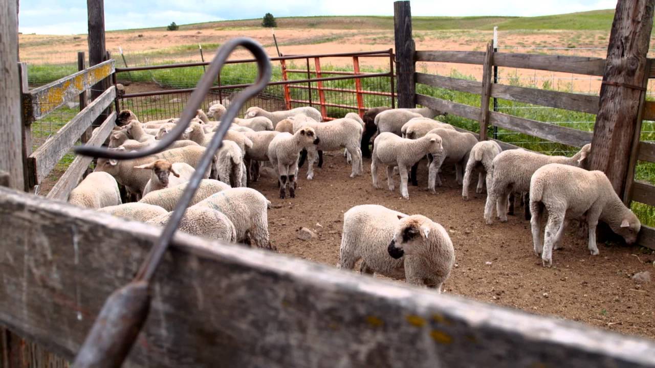 Как открыть ферму для разведения овец: бизнес-идея, как открыть, вложения, оборудование, что нужно для открытия + реальные кейсы