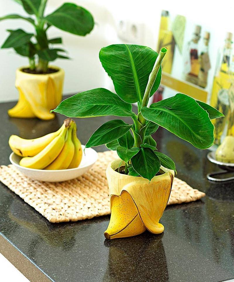 Как вырастить банан в домашних условиях из банана – пошаговое руководство.
