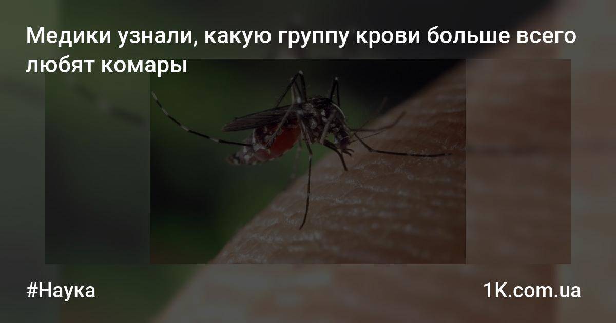 Кого чаще всего кусают комары: группа крови и другие факторы