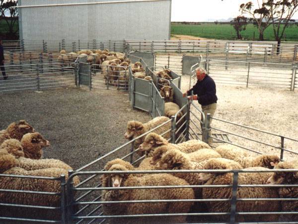 Разведение баранов и овец на мясо как бизнес: план овцеводства для начинающих с пошаговой инструкцией