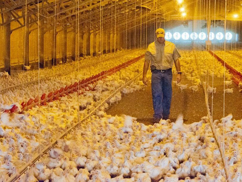 Отзывы chickens-farm - заработок и вывод, платит ли игра?