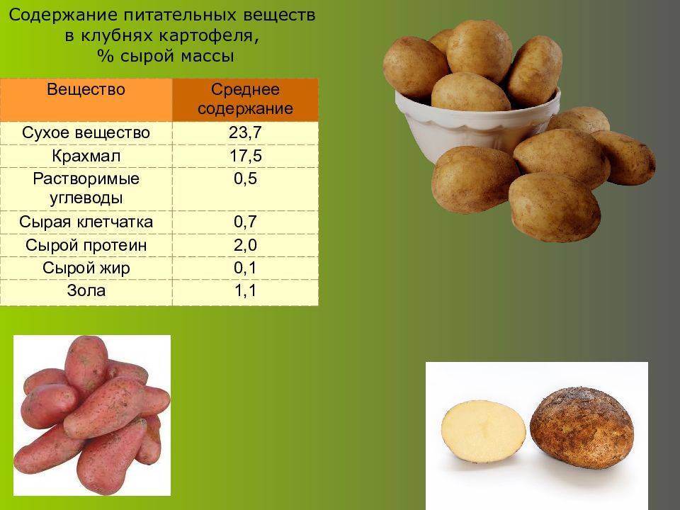 Бизнес на картофеле: дополнительный доход с огорода