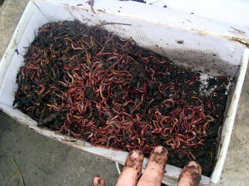 Разведение червей для рыбалки и корма как бизнес-идея