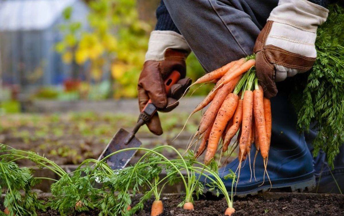 Секреты выращивания моркови в открытом грунте. агротехника и особенности посадки в регионах