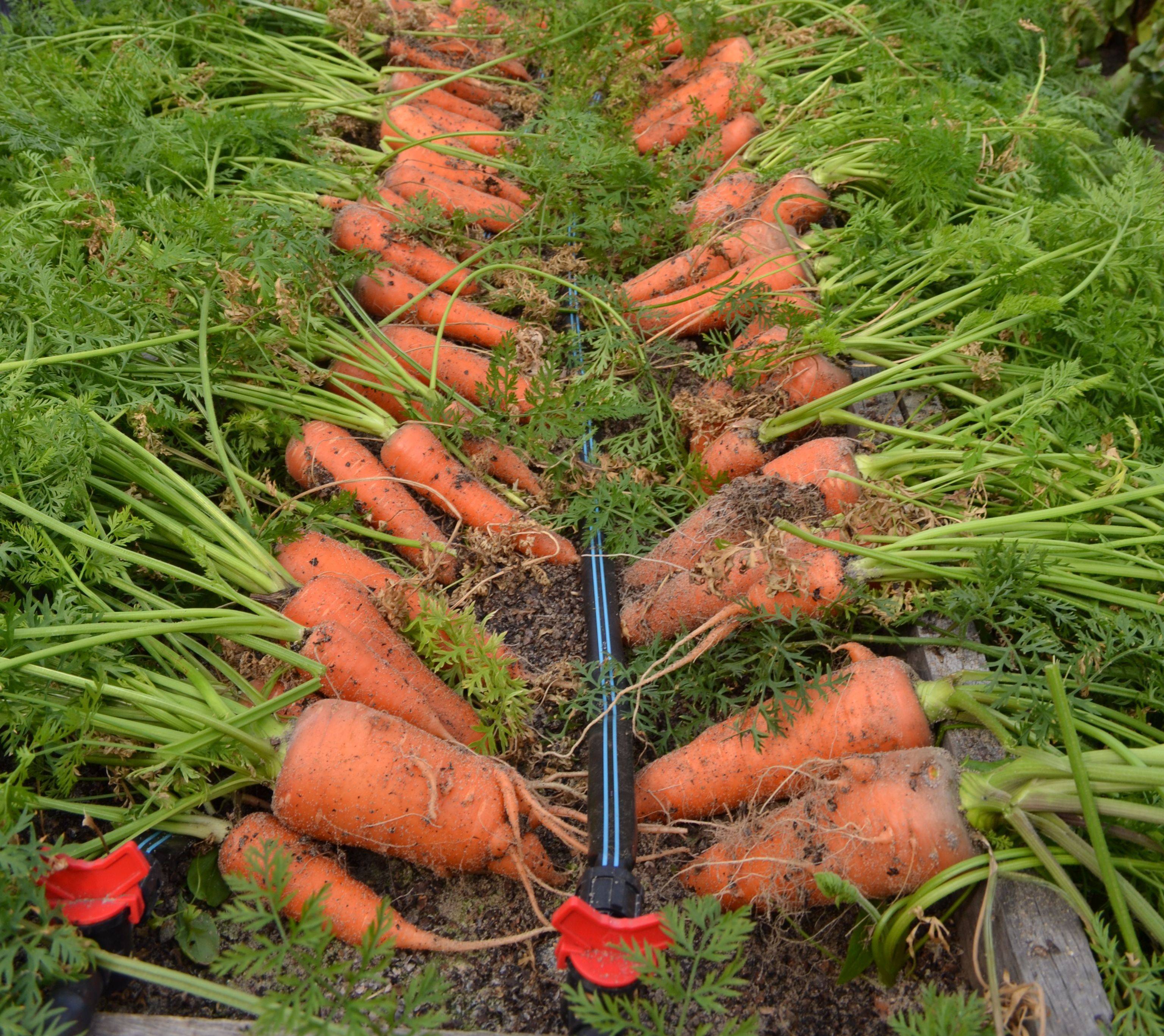 Как вырастить хороший урожай моркови. способы выращивания моркови. выращивание уход подкормка моркови. особенности выращивания моркови