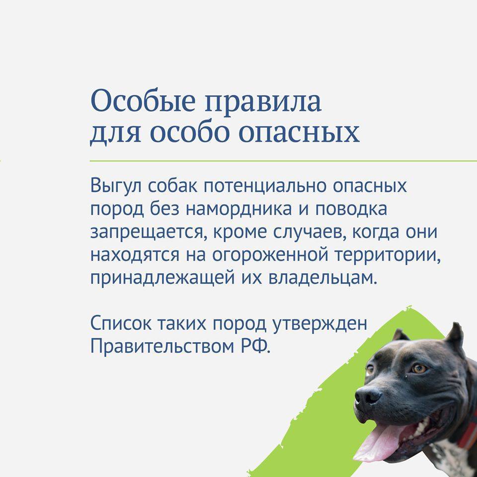Человек собаке друг: 5 ключевых вопросов о защите прав животных | рбк тренды