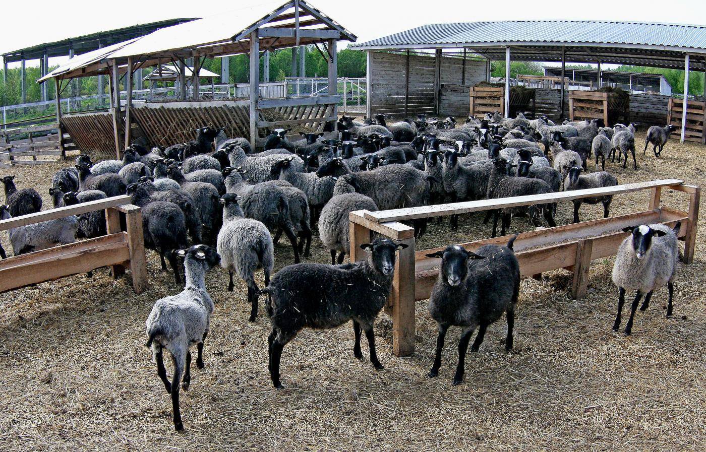 Выгодно или нет разведение овец как бизнес в домашних условиях для начинающих