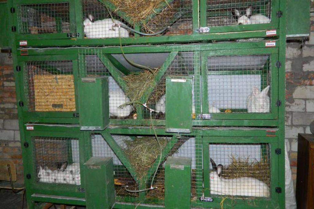 Кролики как бизнес: рентабельность выращивания и разведения — выгодно или нет разводить на мясо, с чего начать кроличью ферму, мифы и реальность — profylady