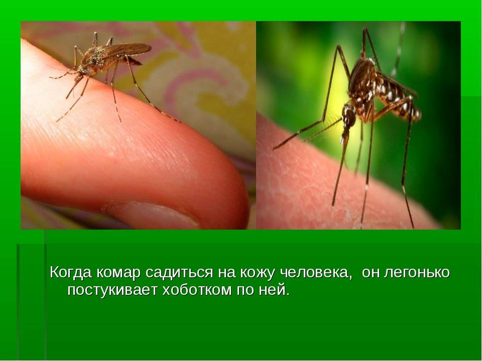 Почему комары кусают одних людей чаще, чем других. есть пять причин