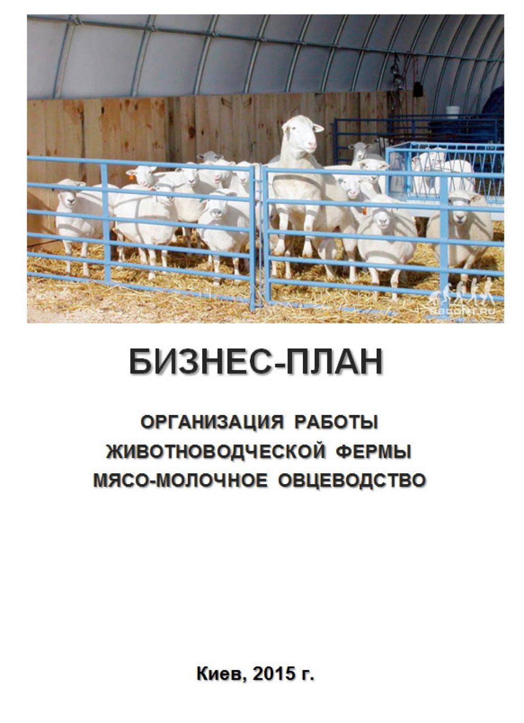 Разведение овец как бизнес — 2021 портал делового мира koordynator.info