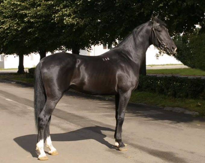 Сколько стоит самая дорогая лошадь в мире: полцарства за коня