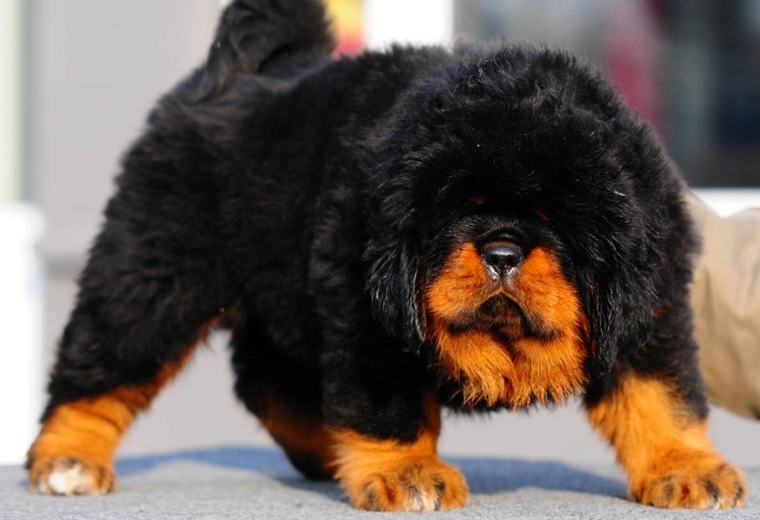 Самые дорогие породы собак в мире — от азавака до тибетского мастифа