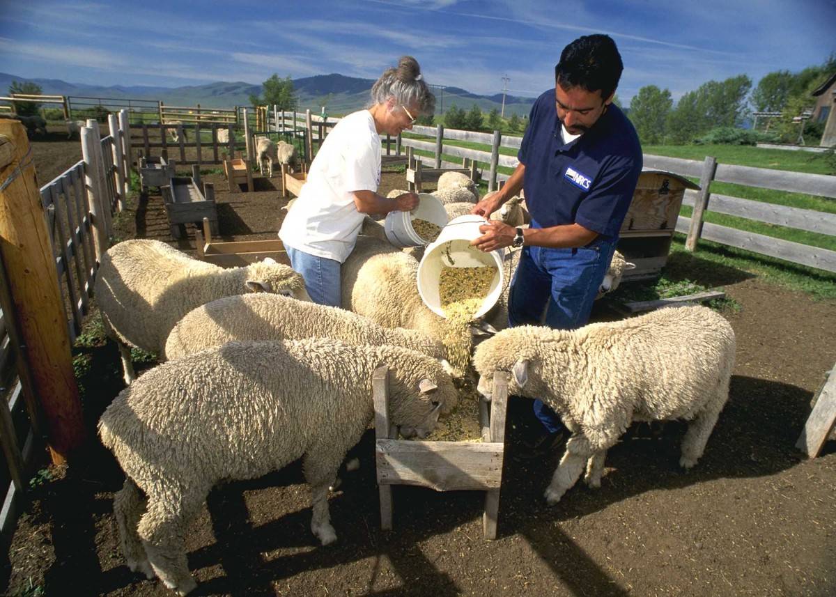 Разведение овец как бизнес для начинающего фермера - технология бизнеса