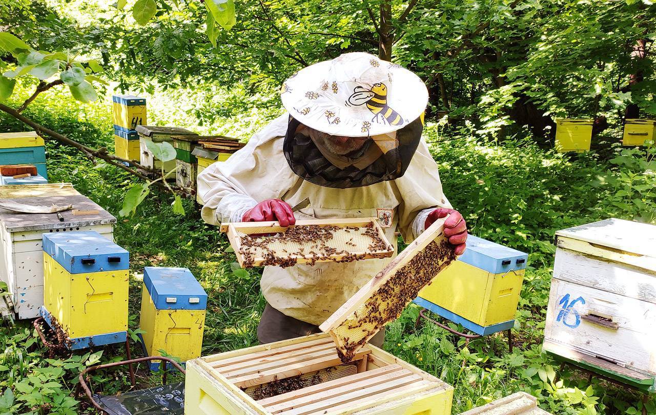 Пчеловодство с нуля: как открыть свою пасеку в 2021 году