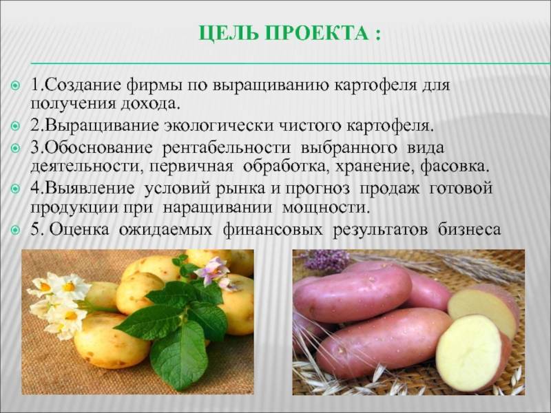 Выгодно ли выращивать картошку для малого бизнеса