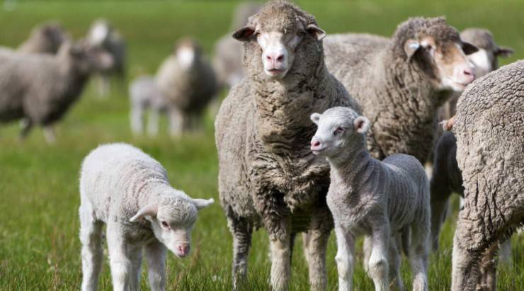 Овцеводство: прибыльный бизнес для начинающего фермера