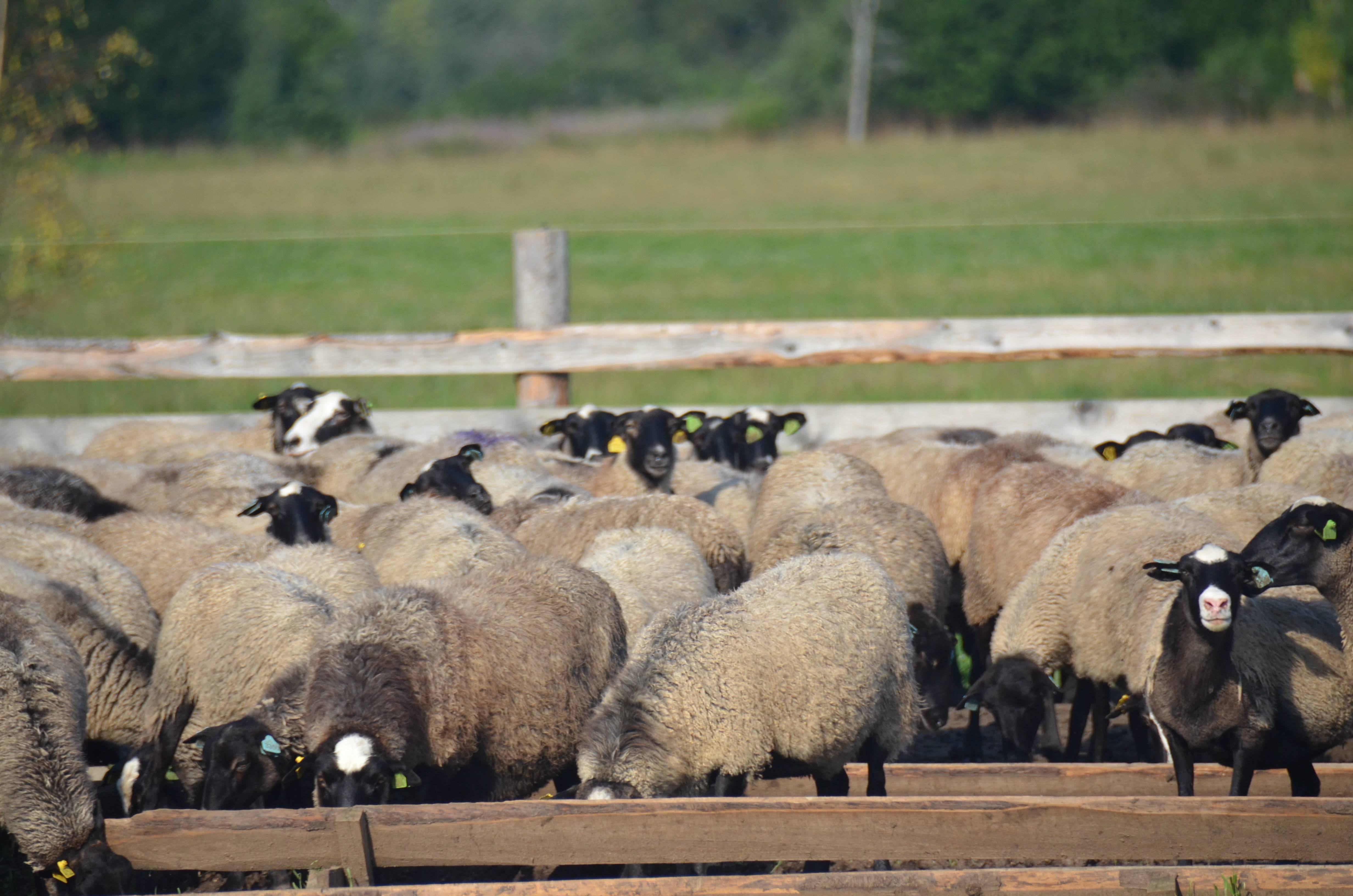 Разведение овец и баранов на мясо, как выгодный бизнес-проект